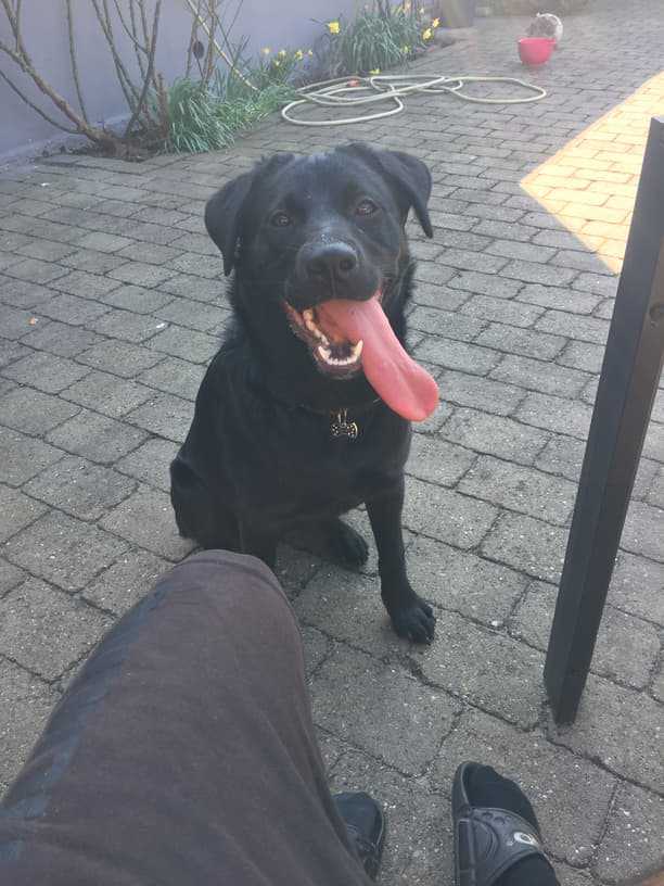 My black dog Naya is feeling the summer heat, but she’s still happy